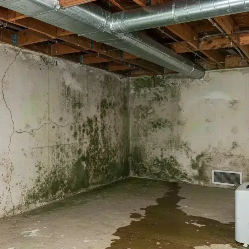 Professional Mold Removal in Forrest, IL